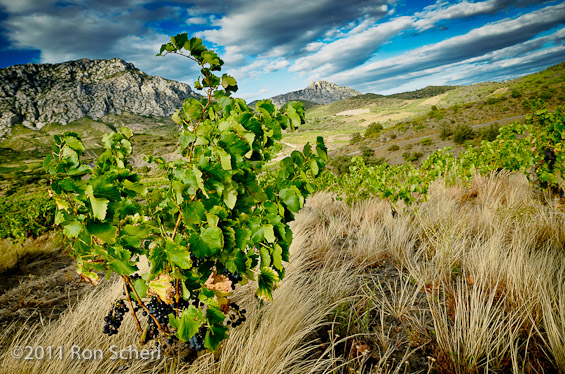 Summer Vineyard