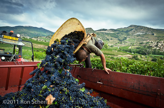 Rasigueres: Harvest