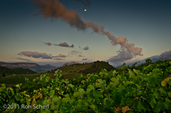 Vineyard Early Morning