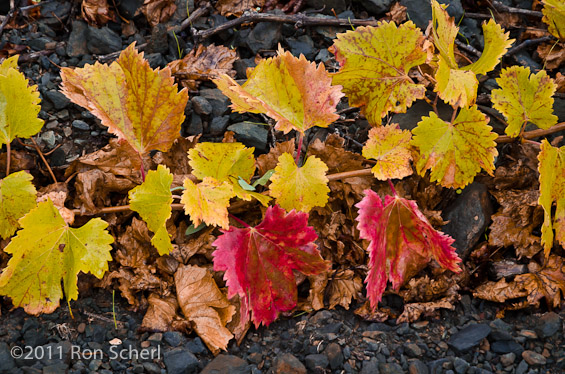 Autumn Leaves
